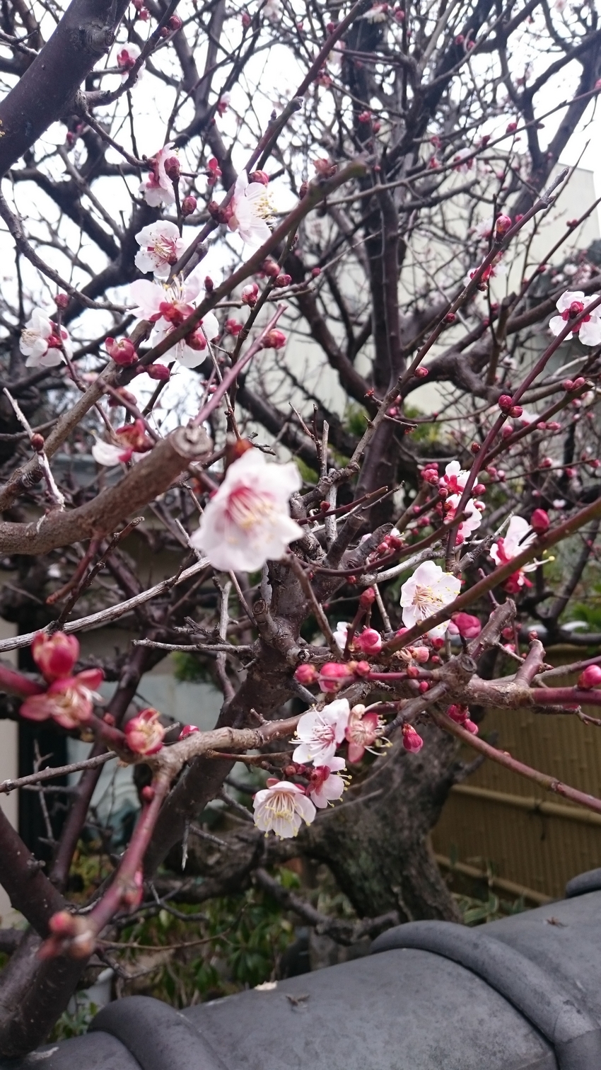春でんな