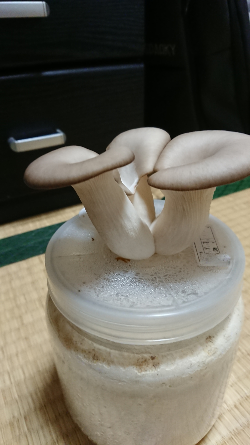 ﾍ(&gt;