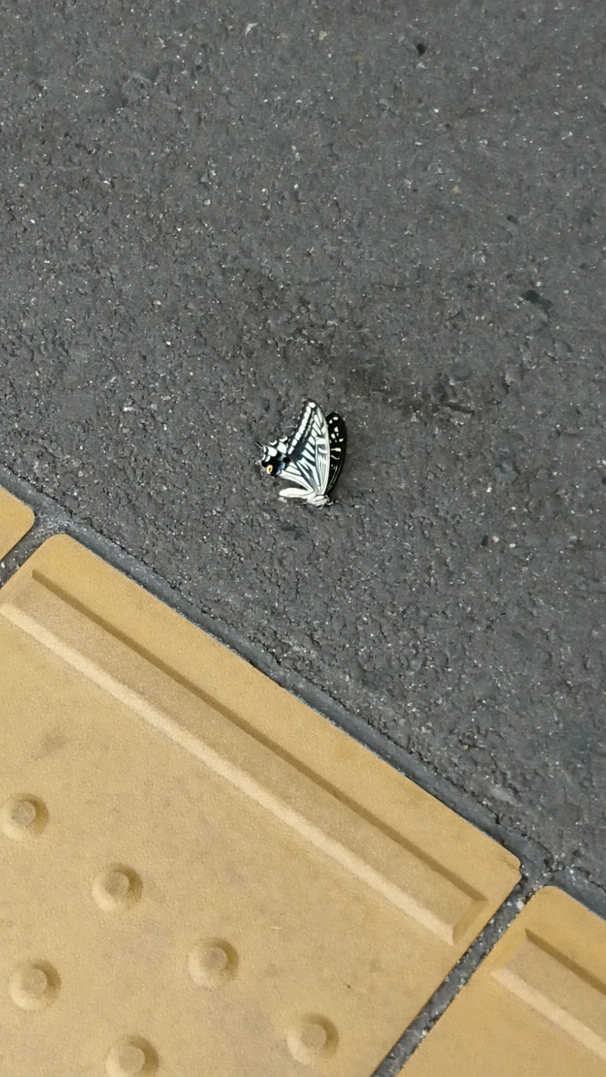 昼寝？(･･?)ｴｯ もしかし...