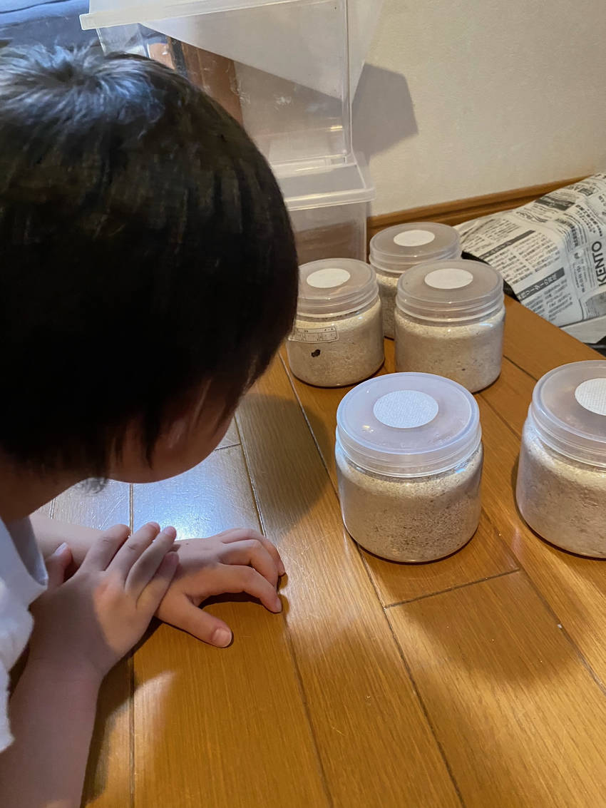 オオクワガタ　1令幼虫♪
