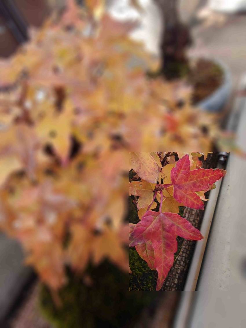 チョット紅葉（≧∇≦）
