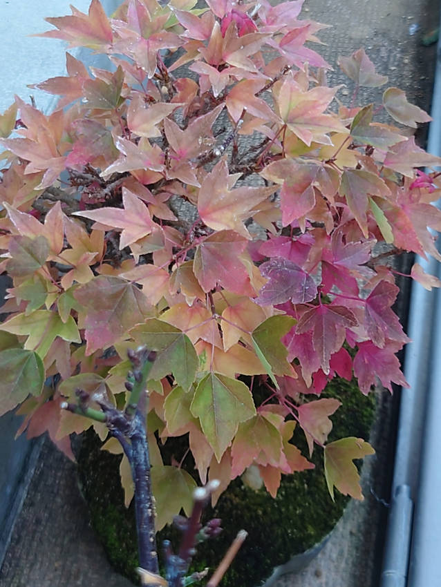 ちな、今日のミニ盆栽(^_^;...