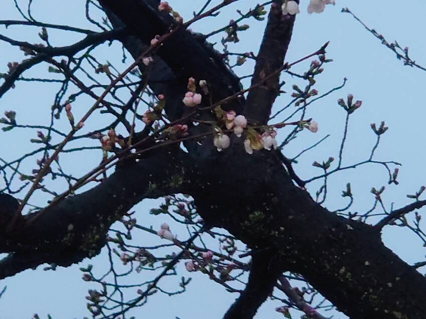 花冷え・・・