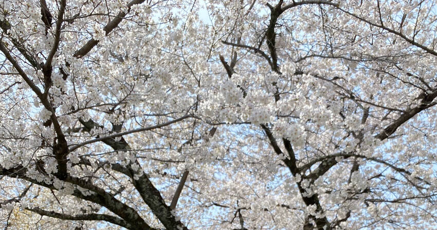 桜を愛でる