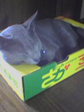(-_-)zzz