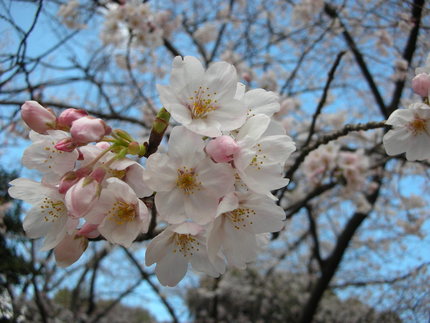 ２０１０・桜