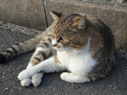 道草♪