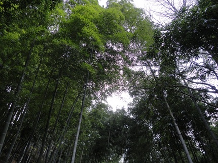 静かに深呼吸をして、目を閉じて...