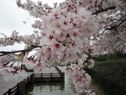 桜サクラ。