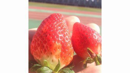 ４月１４日　玉名市横島町いちご...