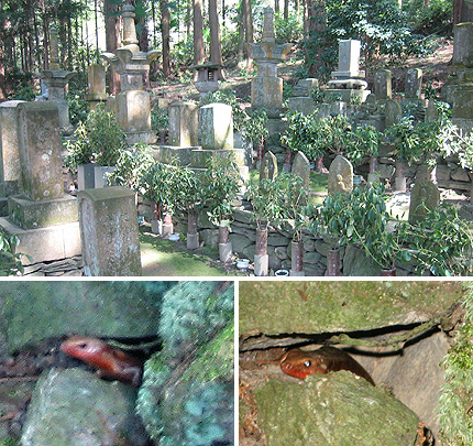 ご先祖参り + 守り神っぽい何...