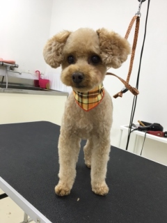 わんにゃんらんどbuddyのブログ Bloguru わんにゃんらんどbuddyのブログ Bloguru