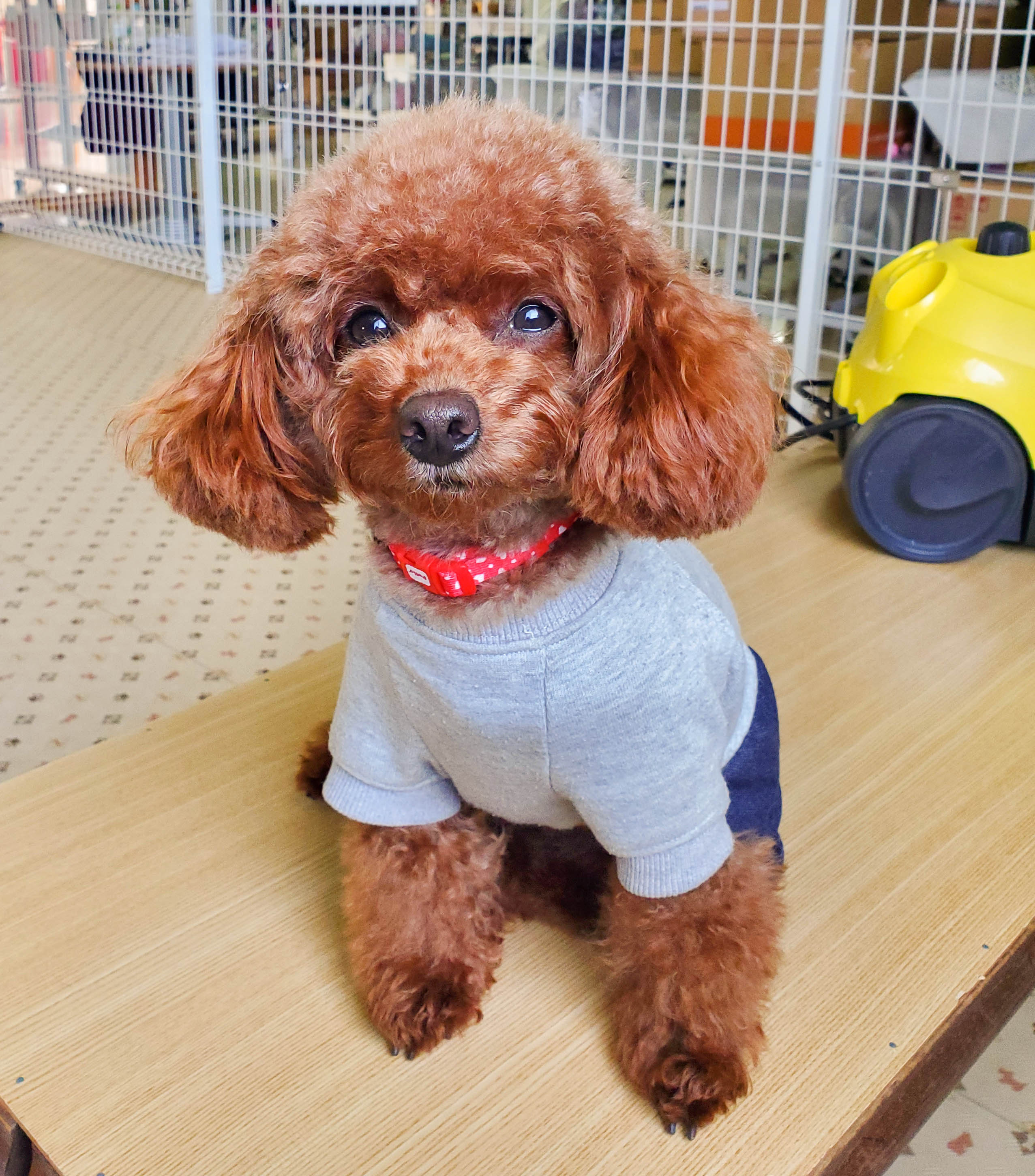 トリミング わんにゃんらんどbuddyのブログ Bloguru