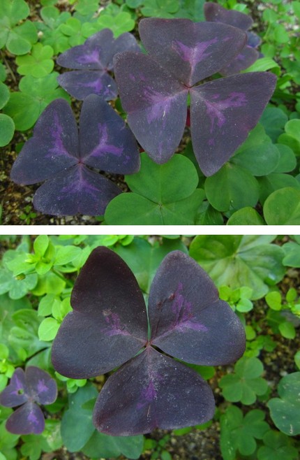 紫×緑