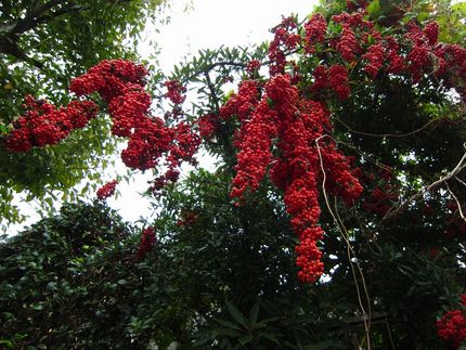 紅糸の滝