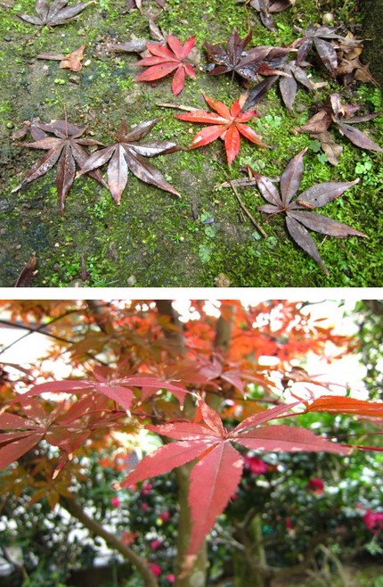 紅葉散る～大雪