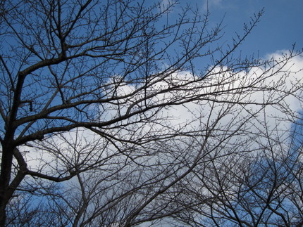 桜の樹を見上げる