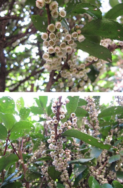 春告げの花が満開