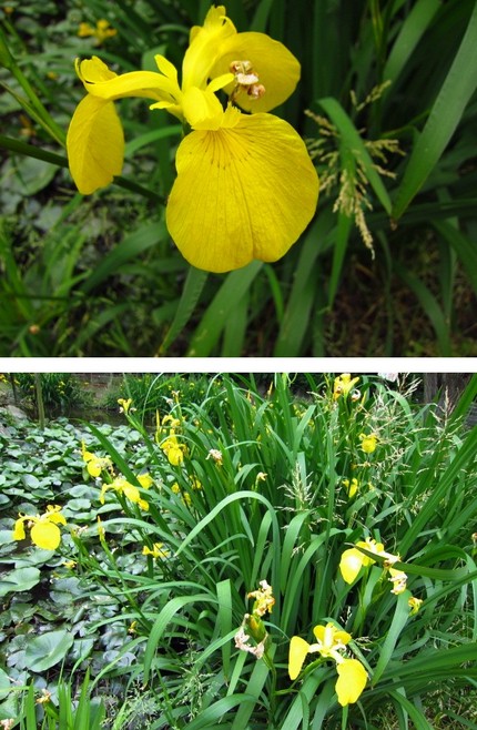 池の黄菖蒲