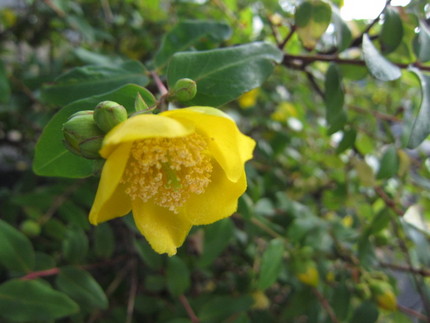 ヒペリカムの花～金糸梅