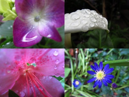 この庭で・・・雨上がりの花々