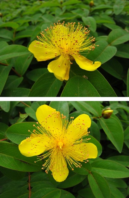 ヒペリカムの花～独りよがりのグ...