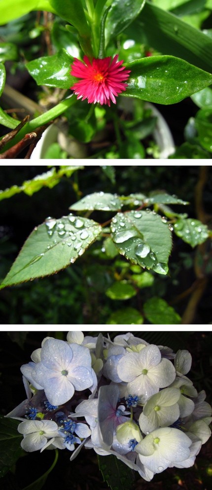 雨の朝