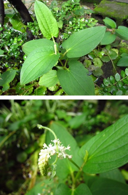 半夏生の花