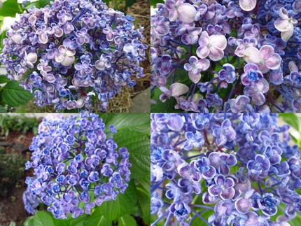 梅雨の晴れ間～うずまき紫陽花