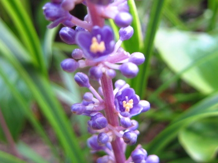 紫色のつぶつぶ サマームスカリ 季節の匂い Bloguru