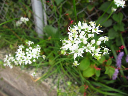 白星の花～韮