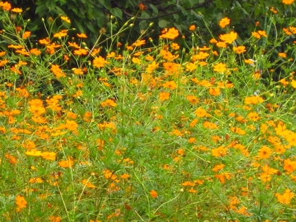 秋色黄色橙色～黄花コスモス