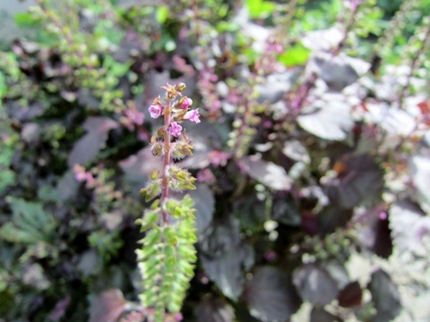 赤紫蘇の淡紫色の花