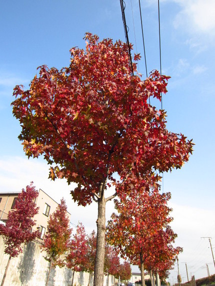 紅葉の紅葉葉楓並木