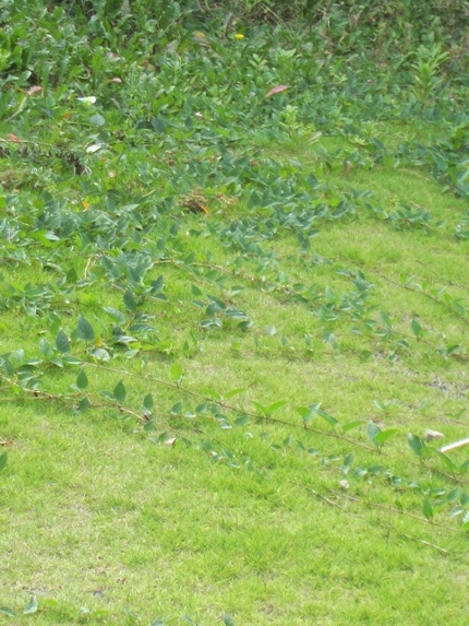 緑ちゃんが芝生の上を走ります。