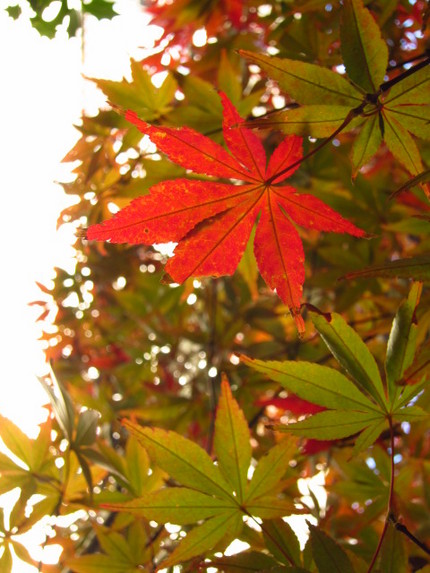 紅葉の匂い それは・・・煙の匂...