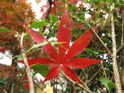 雫を湛える落ち葉の紅葉楓 柊の...