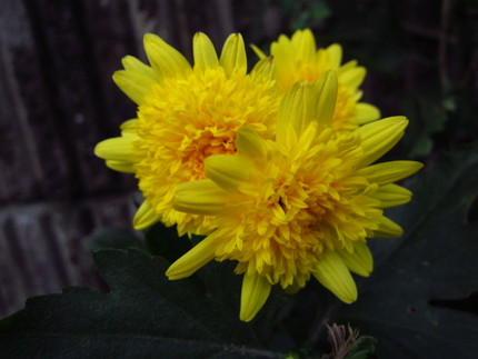 黄菊の花言葉は・・・「高尚な」