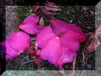 花びらあそび*ちりちるちれちろ