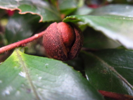 山茶花の実