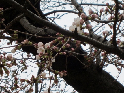 今年の桜はなんて早いのでしょう