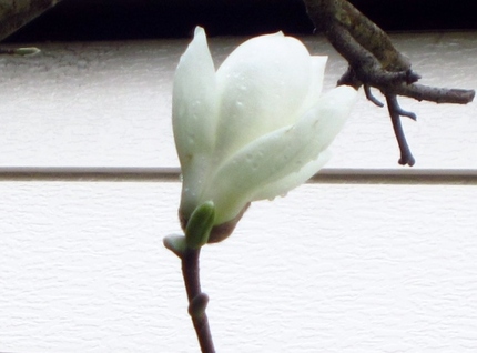 満開の白木蓮は雨を呼ぶ