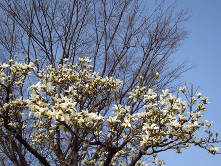 花言葉は・・・「信頼」