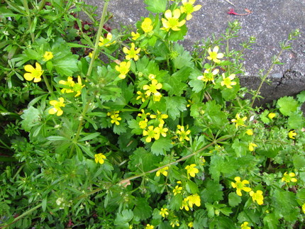 側溝の黄色い草花