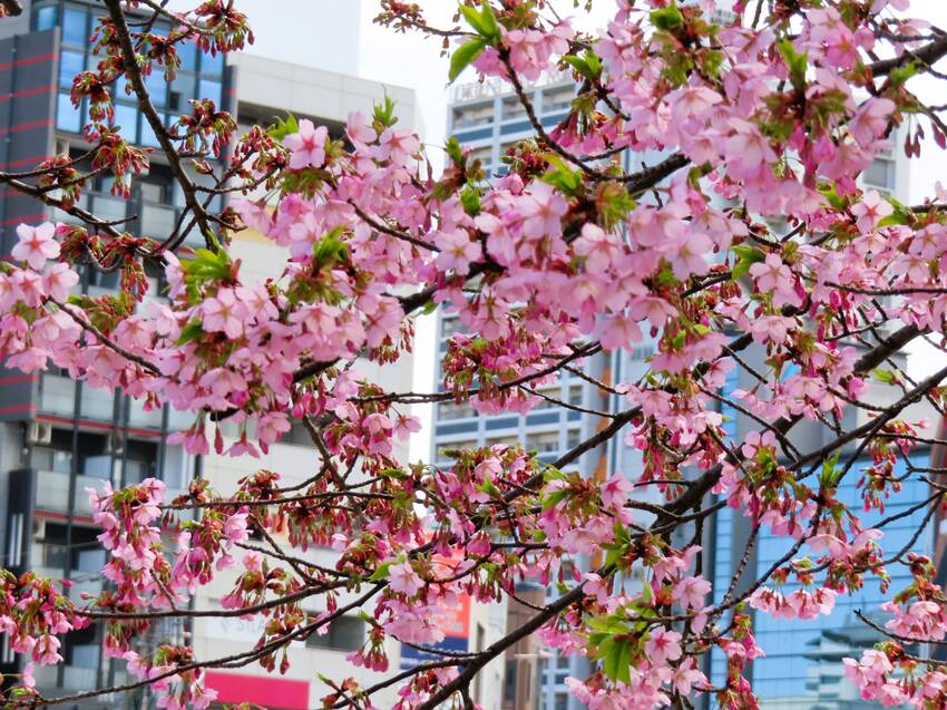 三月の小倉城◇紫川沿いの河津桜...