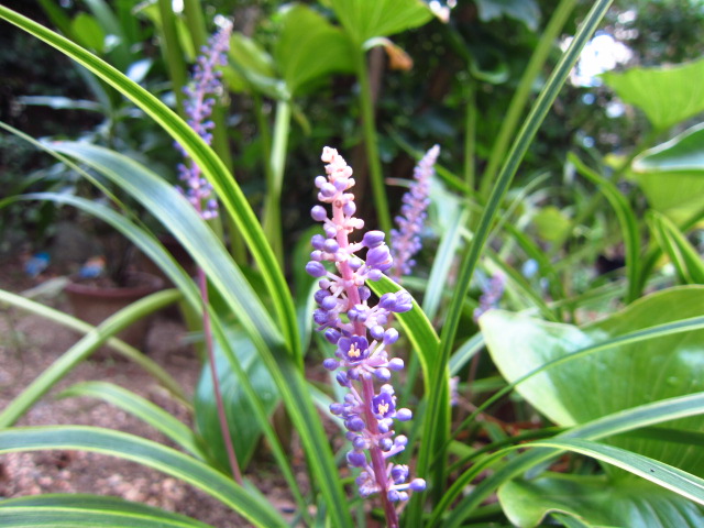 紫色のつぶつぶ サマームスカリ 季節の匂い Bloguru