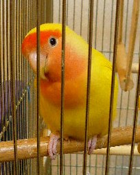 コザクラインコ