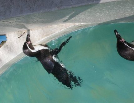 千葉市動物公園