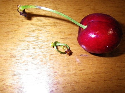 さくらんぼの芯を口の中で結ぶ