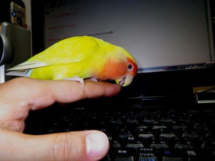 ピーちゃんネタ...
